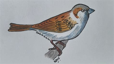 How To Draw A Sparrow Sitting On A Branch Using Colour Pencils Bird