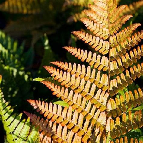 Boston ferns will tolerate occasional dryness, but regular watering is the key to a happy fern. Fern 'Autumn' | Ferns, Flowers perennials, Evergreen ferns