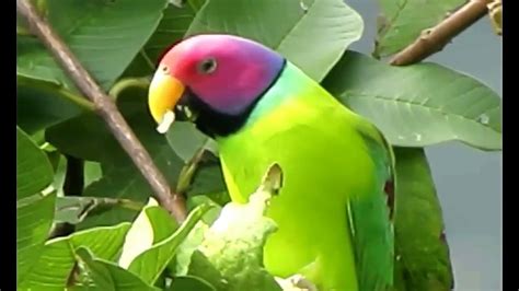 Everything About Plum Headed Parakeet In Hindi Medium Parakeets