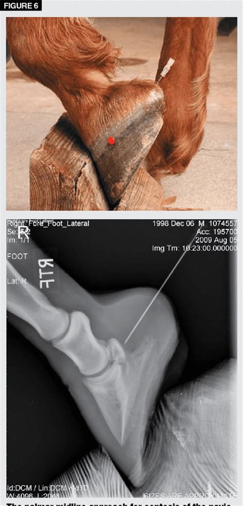 Pdf Navicular Syndrome In Equine Patients Anatomy Causes And