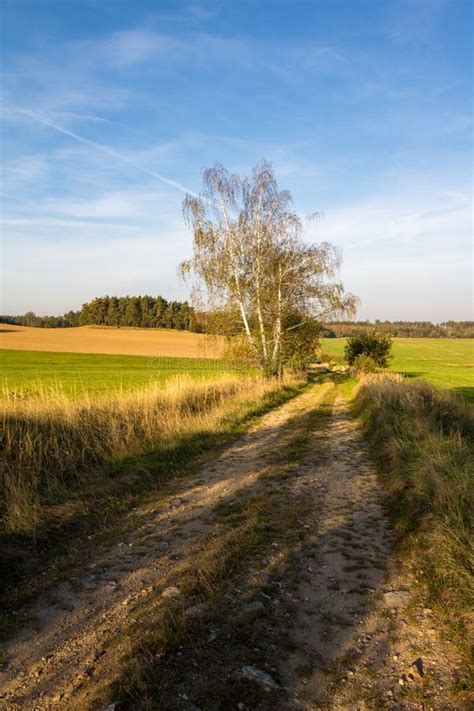 Dirt Road Through Green Meadows And Forest Under Blue Sky Stock Image