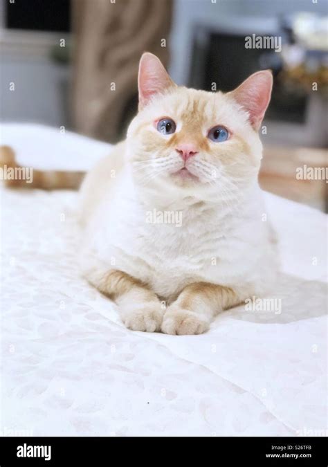 A White Flamepoint Siamese Cat With Blue Eyes Looks Into The Camera