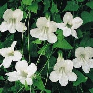 Flowering vine zones indicating what region specific plants grow best in. 54 best images about Garden: VINES - Zone 9 on Pinterest ...