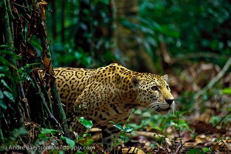 Jaguar Panthera Onca In Lowland Tropical Rainforest Manu