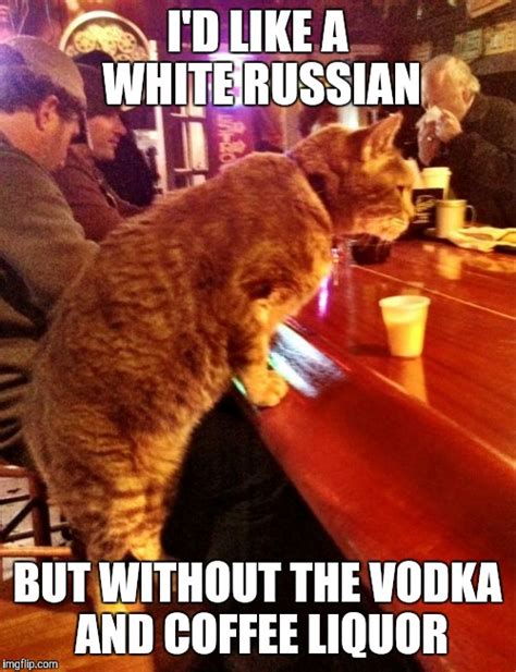 Cat Bar Drinking Imgflip