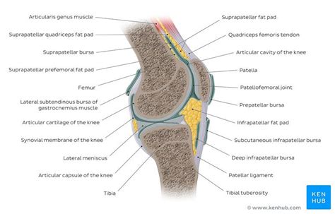 Rehabilitation of running biomechanics learn how to create a. Leg and knee anatomy | Knee joint anatomy, Anterior leg ...