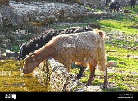 Goats Drink Water Stock Photo Alamy
