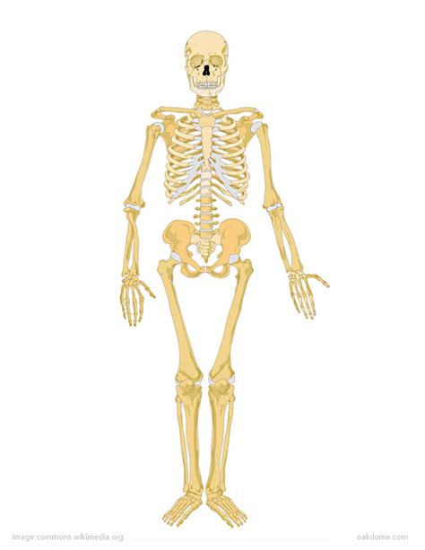 Human Skeleton Labeled Printable
