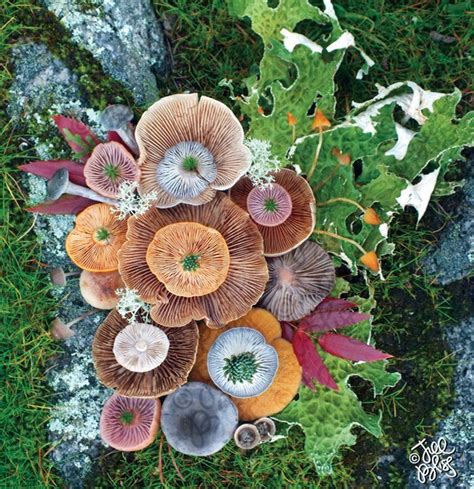 The Magical Beauty Of Mushrooms Captured By Jill Bliss In 42 Colorful