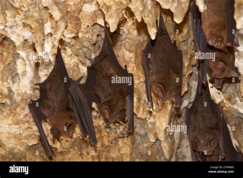 Horseshoe Bats Rhinolophus Hipposideros Roosting In The Bat Cave Near