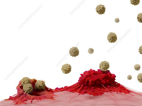 T Cells Attacking Cancer Cells Illustration Stock Image C0481913