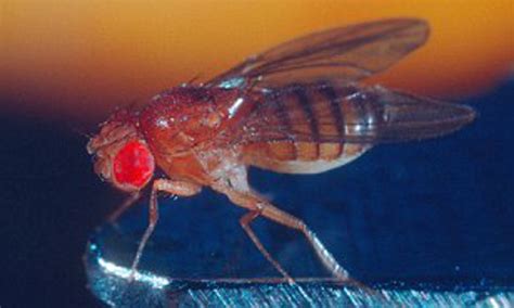 Adolescent Fruit Flies Need Extra Sleep To Cope With Their Active