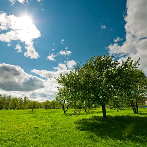 Tree On Meadow With Bright Sun Stock Photo Image Of Clean Atmosphere