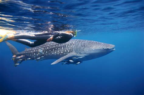 Exmouth And Ningaloo Reef Frequently Asked Questions Australian