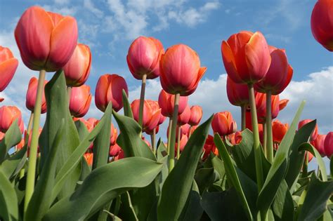 International Flowers Campos De Tulipanes En Holanda