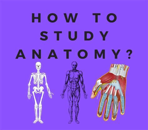 How To Study Anatomy In Mbbs 11 Effective Tips Medicoholic