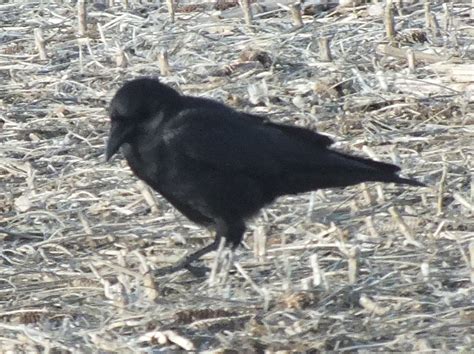 Corvus Brachyrhynchos 12 23 2012 American Crow Corvus Bra Flickr