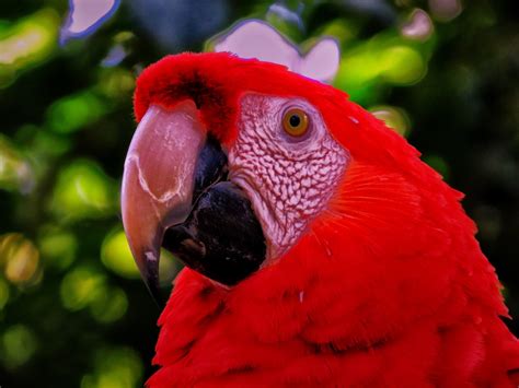 Fotos Gratis Naturaleza Pájaro Flor Animal Salvaje Rojo Pico