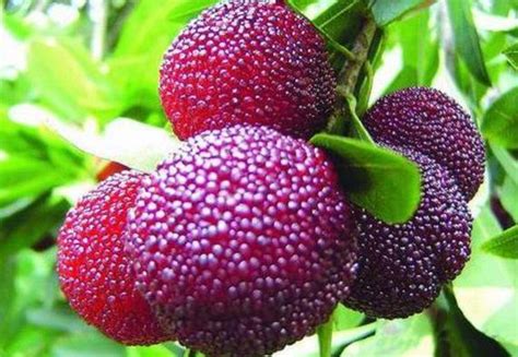 Myrica Rubra Auch Genannt Yangmei Chinesische Bayberry Japanische