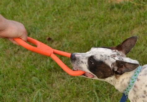 Does Tug Of War Make Dogs Aggressive