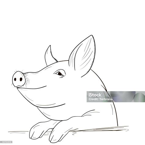 Sketsa Babi Ilustrasi Stok Unduh Gambar Sekarang Anak Babi Babi