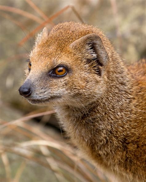 The Yellow Mongoose Is Primarily Diurnal Though Nocturnal Activity Has