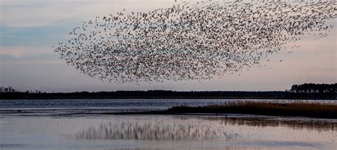 Watch Blackwater National Wildlife Refuge Fights Sea Level Rise The