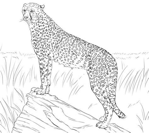 Cheetah Coloring Book Print Cheetah Coloring King Snow Leopard