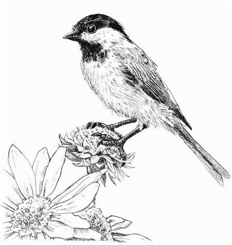 Nice Pen Sketch Of A Small Bird Upon Wildflower Animal Pen Pen And