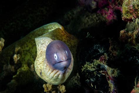 White Eyed Moray Eel In Malaysia Photograph By Jennifor Idol Fine Art