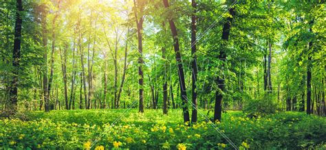 Green Forest In Summer Trendy Lerretsbilete Photowall