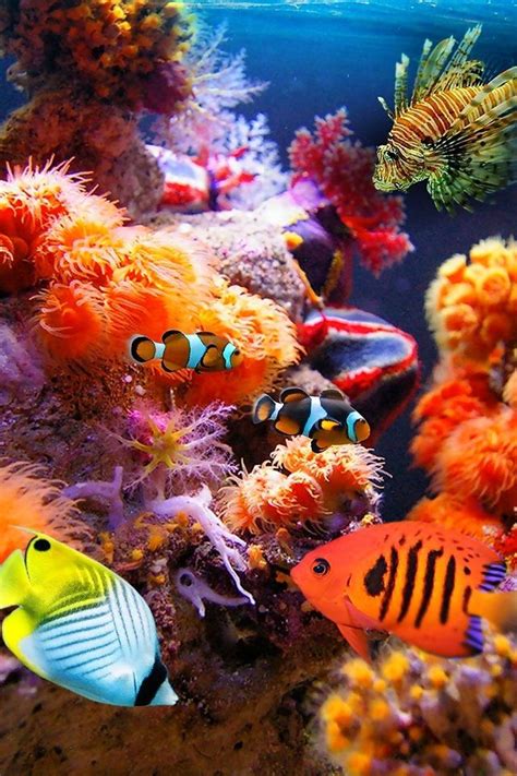 Sea Life Great Barrier Reef Queensland Australia