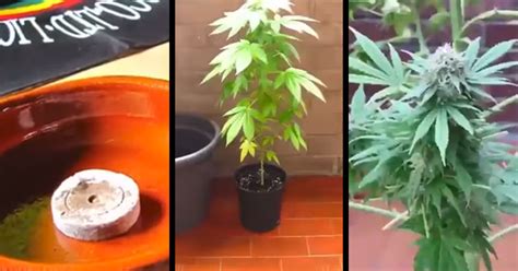 How to grow marijuana cloning & cuttings. Trippy 1 Minute Time-lapse of a Marijuana Plant from Seed ...