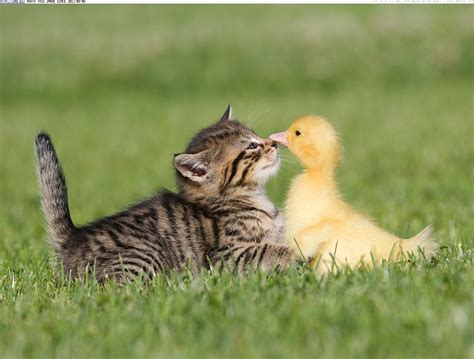 Cute Duck Playing With Cat In Garden Hd Wallpapers