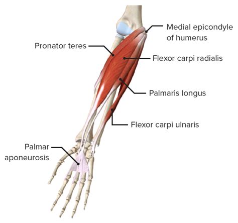 Forearm Anatomy Concise Medical Knowledge