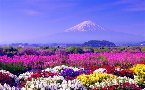 Papéis De Parede Flores Coloridas Primavera Monte Fuji