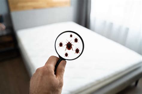 How To Detect A Bed Bug Infestation Burns Pest Elimination