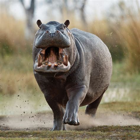 Are Hippos Dangerous Bite Force Speed And Weight Plays A Big Role