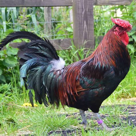 Top Red Chicken Breeds Appearance Temperament Eggs
