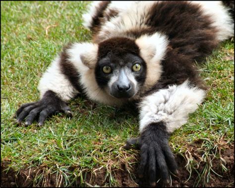 Black And White Ruffed Lemur South Lakes Safari Zoo
