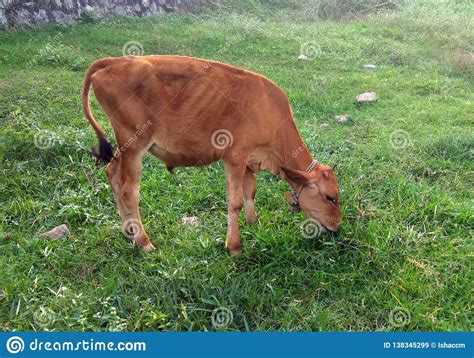 Cow Calf Eating Grassbrown Cow Calf Stock Image Image Of Farm