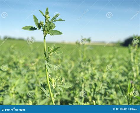 Field Of Young Alfalfa Flowers Are Use For Grazing Hay Stock Image