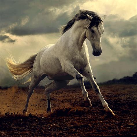 Horses Are My Life Equus Belleza Cuadrúpeda Beauty Quadrupedal El