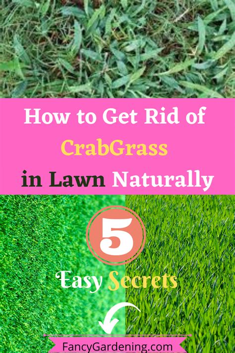 I don't know how it got there as my immediate neighbors have bluegrass/fescue. How to Get Rid of Crabgrass in Lawn Naturally - Fancy Gardening | Crab grass, Overseeding lawn ...