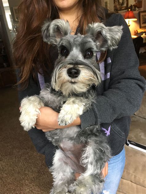 Curly Hair Miniature Schnauzer Wavy Haircut