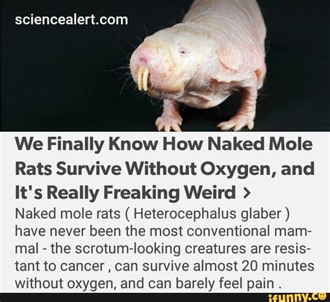 We Finally Know How Naked Mole Rats Survive Without Oxygen And It S