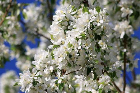 Free Picture Orchard White Flowers Blossoms Apple Tree Spring