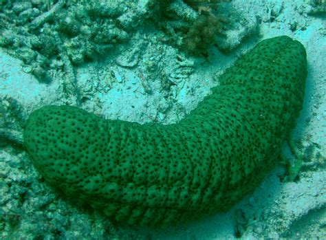 Sea Cucumbers Of The Great Barrier Reef Reef Biosearch