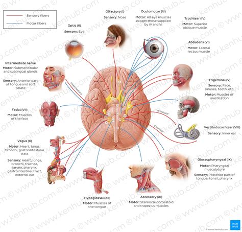 Cranial Nerves Anatomy Names Functions And Mnemonics Kenhub