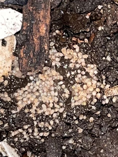 Please Tell Me These Are Worm Cocoons Rvermiculture